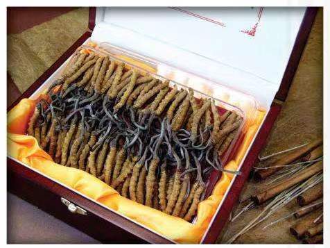 红山街道冬虫夏草回收